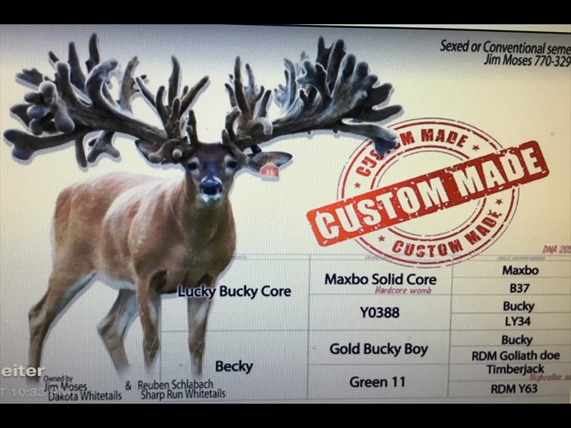 Grandson of Solidcore